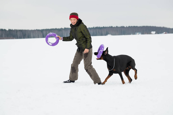 Opleiding en spelen met honden Dobermans op een besneeuwde veld - Foto, afbeelding