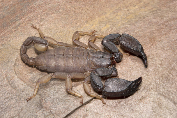 Skorpió, Scorpiops pachmarhicus, Euscorpiidae, Madhya Pradesh India - Fotó, kép