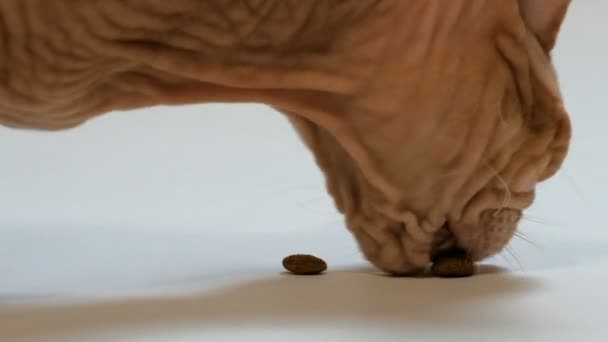 Kat van Don RAS Velor Sphynx eet drie stukken van droog voedsel. Close-up, witte achtergrond. - Video