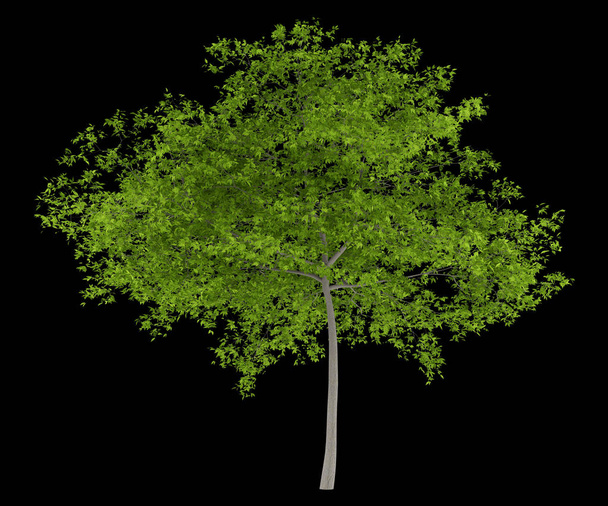 вишневе дерево ізольоване на чорному тлі. 3d ілюстрація
 - Фото, зображення