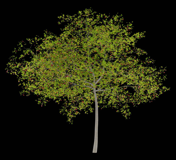 kersenboom met kersen geïsoleerd op zwarte achtergrond. 3D illustratie - Foto, afbeelding