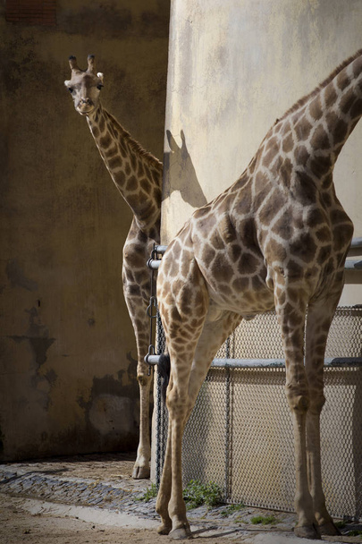 Giraffe in protected area for breeding of the species. - Foto, Bild