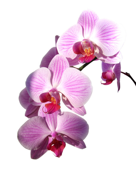 Orchidea viola
 - Foto, immagini