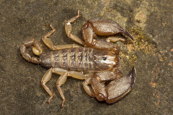 Wood scorpion, Liocheles sp, Hemiscopiidae, Gumti Tripura state of India - Photo, Image