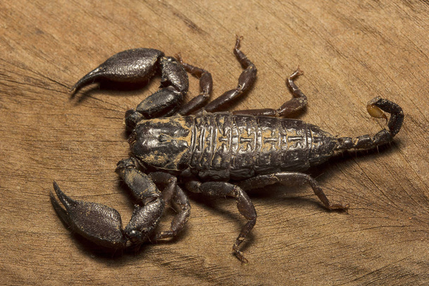 Wood scorpion, Liocheles sp, Hemiscopiidae, Gurjee Tripura state of India - Photo, Image