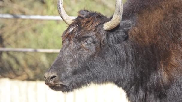 Wild jakki (Bos mutus) on suuri villi bovid kotoisin Himalajalla. Se on kotimaisen jakin esi-isä (Bos grunniens
). - Materiaali, video