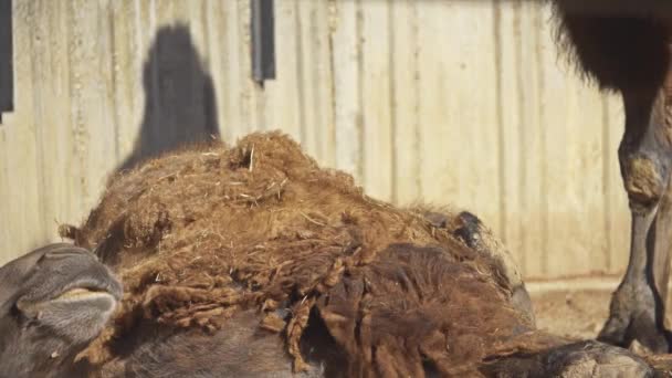 Ευρασιατική κίσσες ραμφίζουν κρέας μακριά κοιλιά άρρωστο δύο humped καμήλα. Βακτριανή καμήλα (Camelus bactrianus) είναι μεγάλο, αρτιοδάκτυλα οπληφόρο θηλαστικό γηγενές στέπες της Κεντρικής Ασίας. - Πλάνα, βίντεο