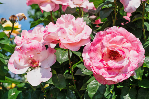 Hybride thé rose, gros plan de belle fleur dans le jardin
 - Photo, image