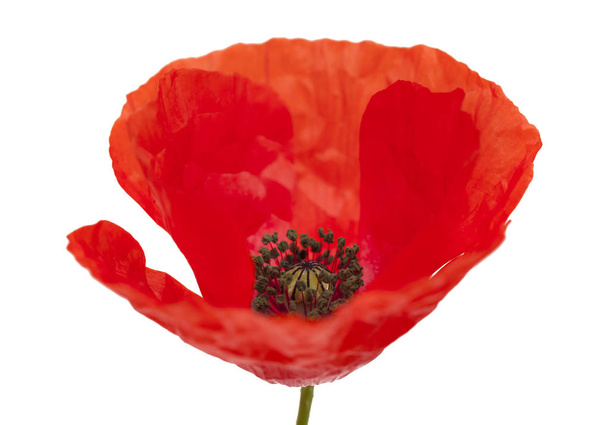 Flora of Gran Canaria - field poppy isolated on white background - Fotoğraf, Görsel