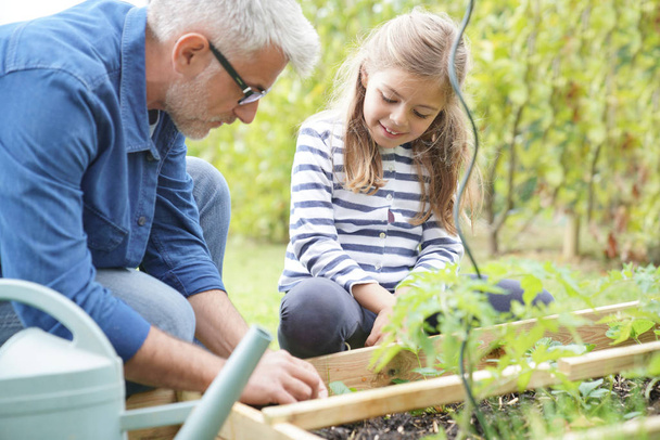 Father and daughter gardening together, home vegetable garden - Photo, image