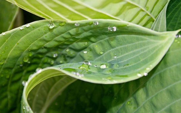 Les belles feuilles vertes et luxuriantes de la plante Hosta après une pluie printanière
 - Photo, image