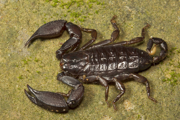Ξύλο scorpion, Liocheles sp, Hemiscopiidae, Trishna Tripura κράτος της Ινδίας - Φωτογραφία, εικόνα