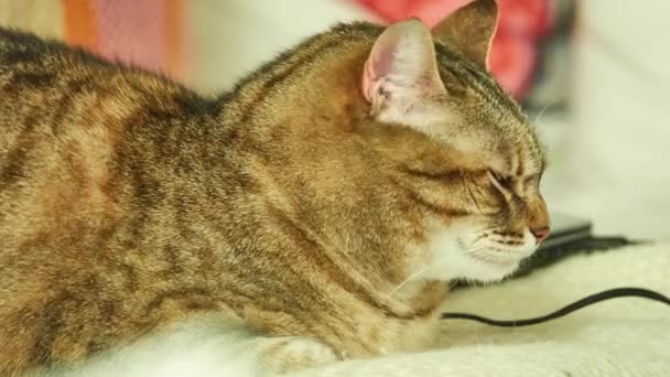 Szürke macska pihen az ágyon a lakásban. - Felvétel, videó