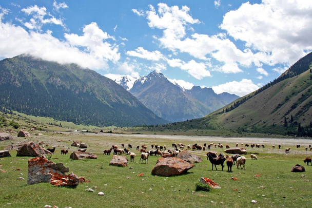 Ovejas en el valle de Dzhuku, montañas de Tien Shan, Kirguistán
 - Foto, imagen