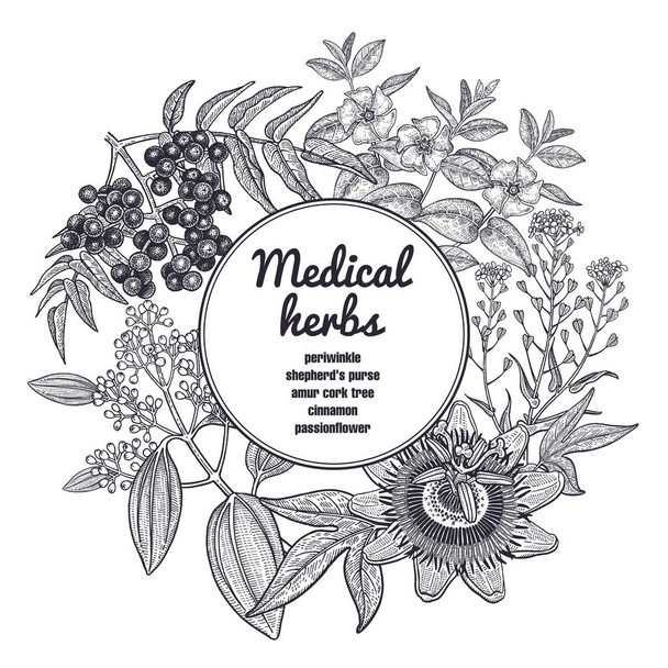 Composition with medical herbs and place for inscription. Vintage style engraving. Hand drawing. White and black graphics. Vector illustration for design texts and posters of alternative medicine. - Vector, Image