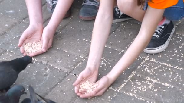 twee kleine meisjes, zusters feed duiven in het Park - Video
