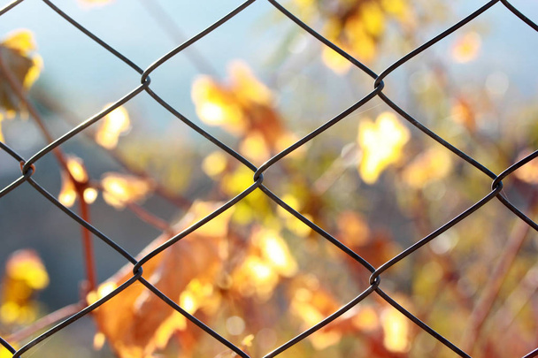 Fence with metal grid - Photo, Image