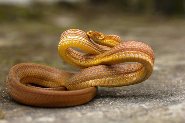 Степовий кіт змія, Boiga ochracea, Colubridae, Gumti, Тріпура штат Індії - Фото, зображення
