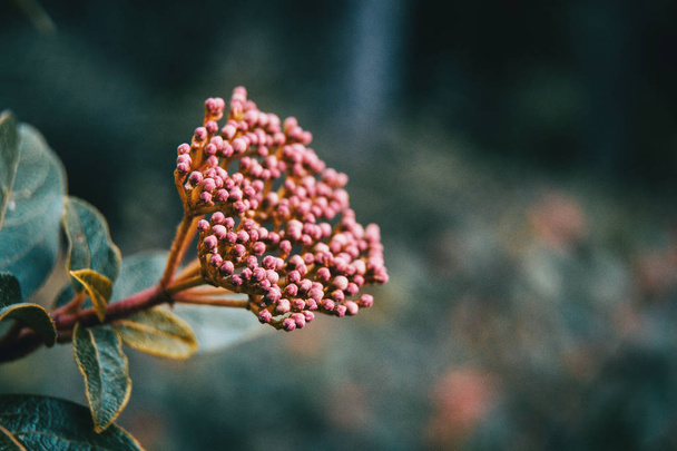 Açılmamış Viburnum tinus çiçeklerinin infloresansı - Fotoğraf, Görsel