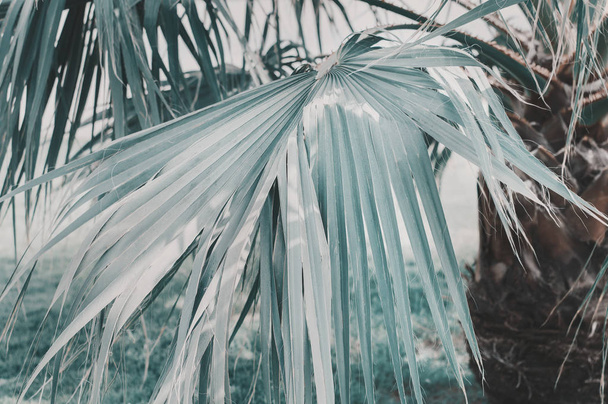 Palm tree leaf, toned image - Photo, Image