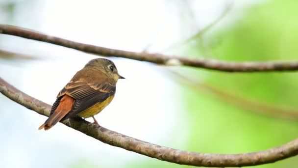 Lintu (Ferruginous Flycatcher, Muscicapa ferruginea) ruskea sokeri, appelsiini ja punainen väri luonnossa olevassa puussa, levinneisyys Melko harvinainen
 - Materiaali, video
