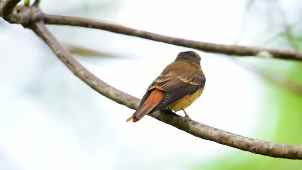 Πουλί (Ferruginous Flycatcher, Muscicapa ferruginea) καστανή ζάχαρη, πορτοκαλί και κόκκινο χρώμα σκαρφαλωμένο σε ένα δέντρο σε μια φύση άγρια, ασυνήθιστο διανομής - Πλάνα, βίντεο