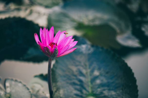 Close up view of beautiful pink lotus flower with green leaves in pond - Фото, изображение