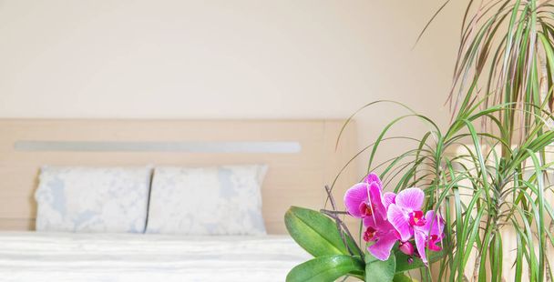 Koti ja puutarha käsite sansevieria trifasciata tai Snake kasvi makuuhuoneessa
 - Valokuva, kuva