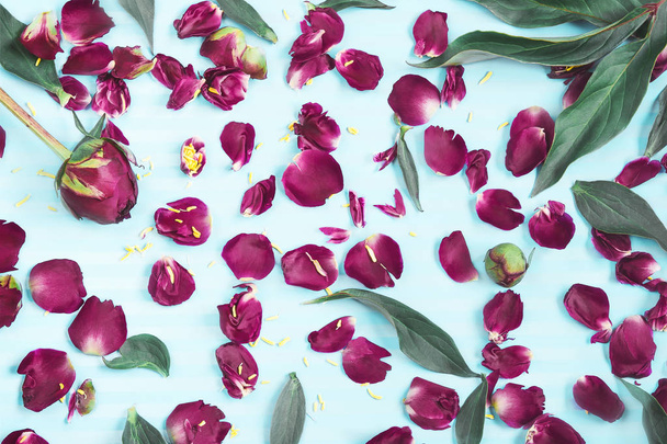Petali di fiori su sfondo turchese. Un motivo di petali, gemme e foglie di pioni su uno sfondo luminoso e contrastante
.  - Foto, immagini