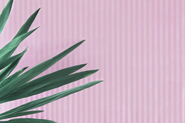 Green leaves of plants on a pink striped background. Abstract background in vintage style - Photo, Image
