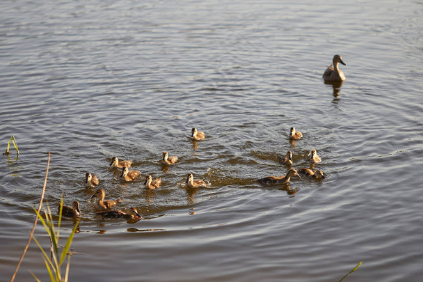 ducklings of wild ducks feed in pond - Valokuva, kuva