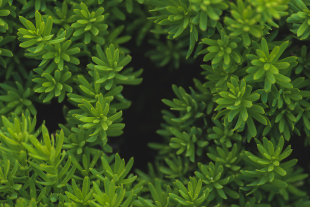 blumiger Hintergrund mit winzigen grünen Blättern  - Foto, Bild