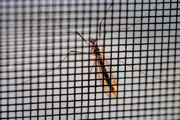 Mosquito en la rejilla
 - Foto, imagen