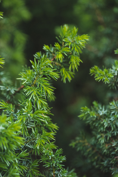 Conifer green branches and leaves background - Foto, Imagen