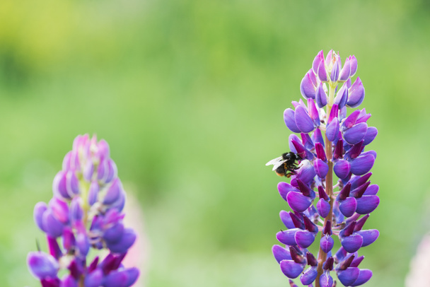 Arı nektarı acı bakla çiçek toplama - Fotoğraf, Görsel