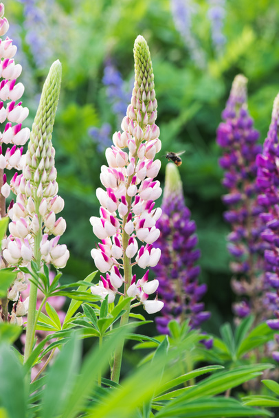 Bee flying above pink lupine flower on meadow - Photo, Image