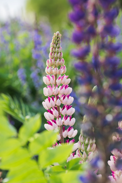 Belo prado com flores floridas de tremoço
 - Foto, Imagem