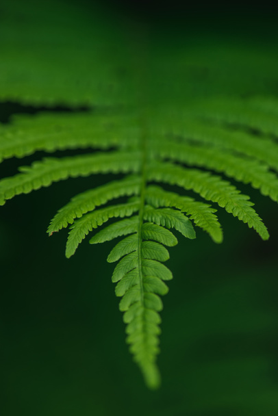 Green fern leaf on dark background - Photo, Image