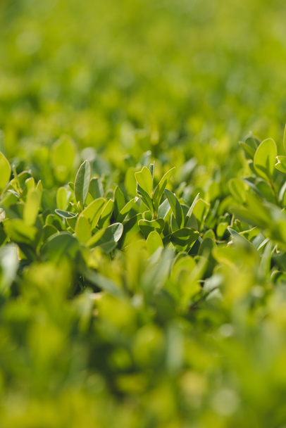 Yakın çekim görünümünde şimşir bitki yeşil yaprakları - Fotoğraf, Görsel