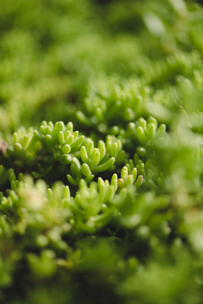 Fondo floral con diminutas hojas verdes de suculentas
 - Foto, Imagen