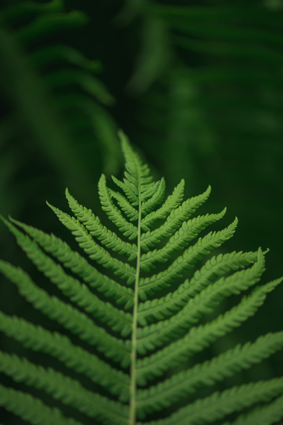 Bulanık doğa arka planında yeşil eğreltiotu yaprağı - Fotoğraf, Görsel