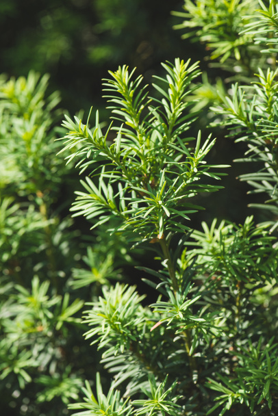 Hemlock albero verde rami e foglie di sfondo
 - Foto, immagini
