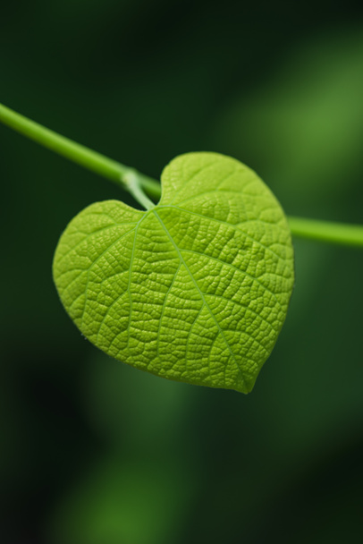 Heart shaped leaf on blurred green background - Photo, Image