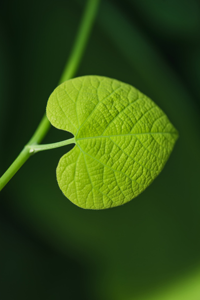 Green plant leaf in form of a heart - Zdjęcie, obraz