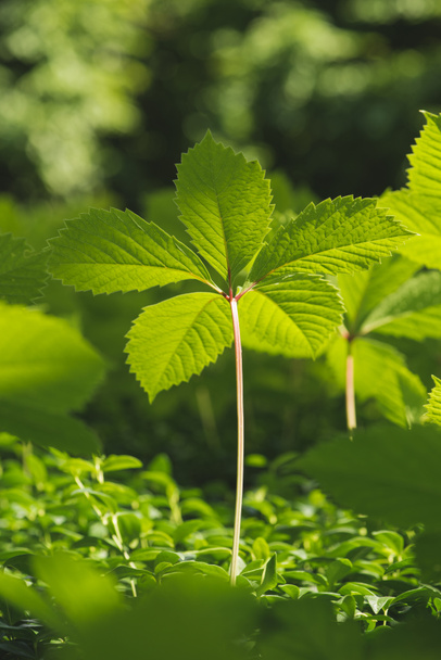 Зелене листя рослин в природному середовищі
 - Фото, зображення