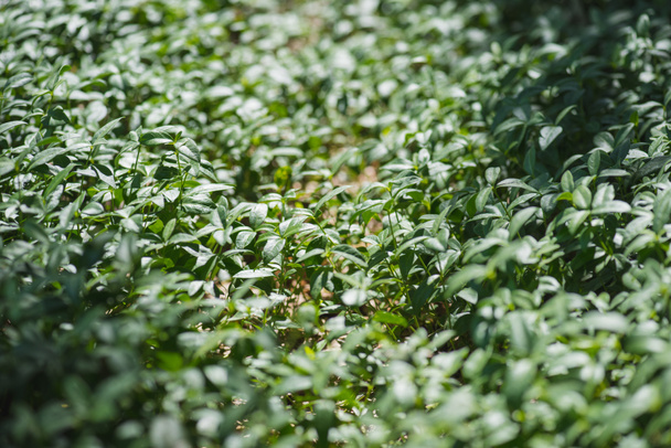 Растение Винча распространяется по земле в лесу
 - Фото, изображение