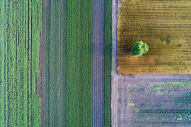 Eri viljelykasvien viljelylohkojen abstraktit geometriset muodot. Antenninäköala ampua drone suoraan kentän yläpuolella
 - Valokuva, kuva