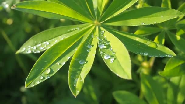 Les feuilles vert lupin se rapprochent avec une goutte de pluie goutte de rosée après la pluie sur le soleil. Nature fond d'été
. - Séquence, vidéo