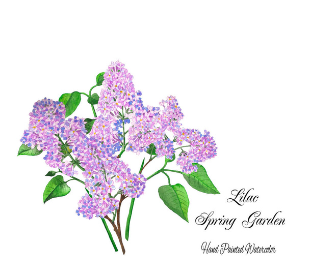  Lilac Spring Garden Bouquet. Watercolor Illustrations - Фото, зображення