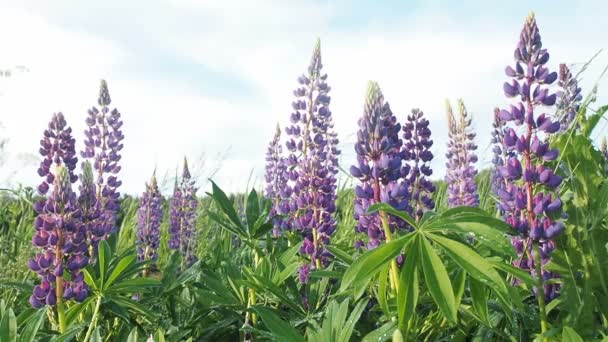 Field of lupines with a raindrop drop dew on leaves and purple flowers after rain on the sun sky background. Nature summer background - Footage, Video